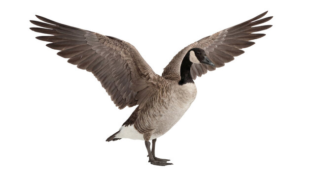 Canada goose with wings spread wide, isolated on transparent background