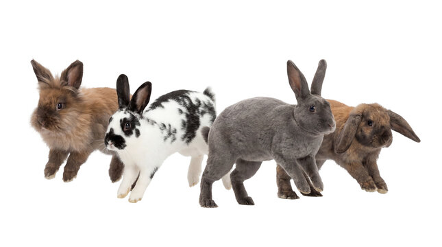 Four diverse rabbits including brown black and white and grey, isolated on transparent background