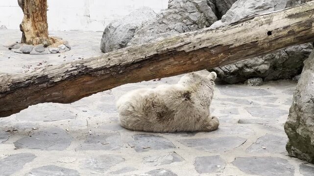 Polar bear lying on stone floor behind fallen tree log enclosure