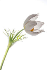 Blüte einer Küchenschelle  Pulsatilla © Cezanne-Fotografie