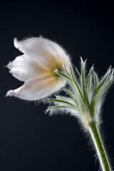 Blüte einer Küchenschelle  Pulsatilla © Cezanne-Fotografie