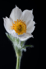Blüte einer Küchenschelle  Pulsatilla © Cezanne-Fotografie