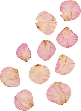 dried rose petals