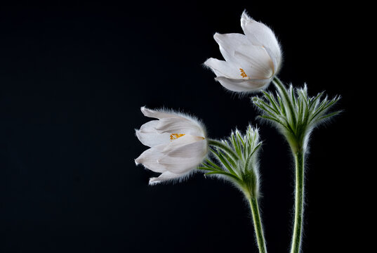 Bl&uuml;te einer K&uuml;chenschelle; Pulsatilla
