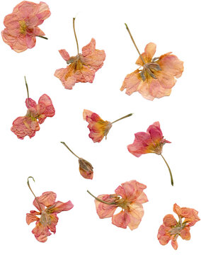 pressed pink flowers cutout real