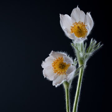 Bl&uuml;te einer K&uuml;chenschelle; Pulsatilla