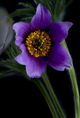 Blüte einer Küchenschelle  Pulsatilla © Cezanne-Fotografie