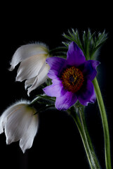 Blüte einer Küchenschelle  Pulsatilla © Cezanne-Fotografie