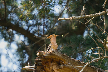 bird on a branch © Sebastian