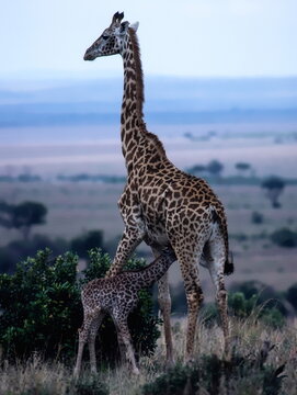 giraffe in the savannah