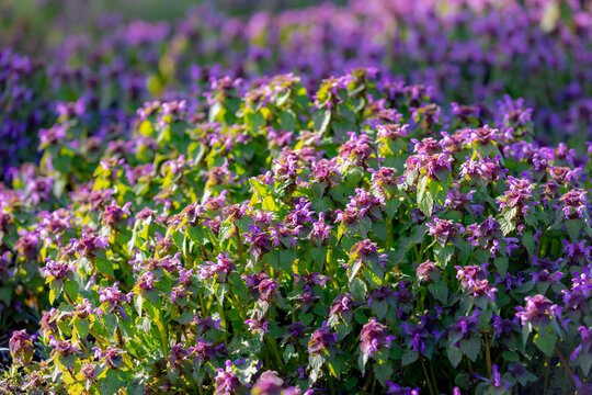 Selective focus of purple flowers Lamium purpureum with green leaves in the garden, Red dead-nettle or purple archangel is an annual herbaceous flowering plant in the mint family, Natural background.