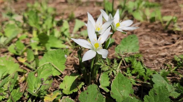 Star-shaped white flowers of Star of Bettlehem (Ornithogalum umbellatum) growing in a meadow in Mediterranean nature in springtime