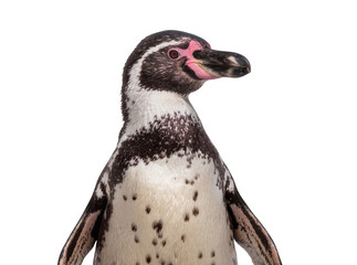 Isolated close-up studio shot of a Humboldt penguin, head and upper body, looking right © Saoirse