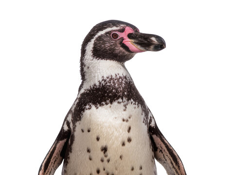 Isolated close-up studio shot of a Humboldt penguin, head and upper body, looking right