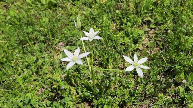 Star-shaped white flowers of Star of Bettlehem (Ornithogalum umbellatum) growing in a meadow in Mediterranean nature in springtime