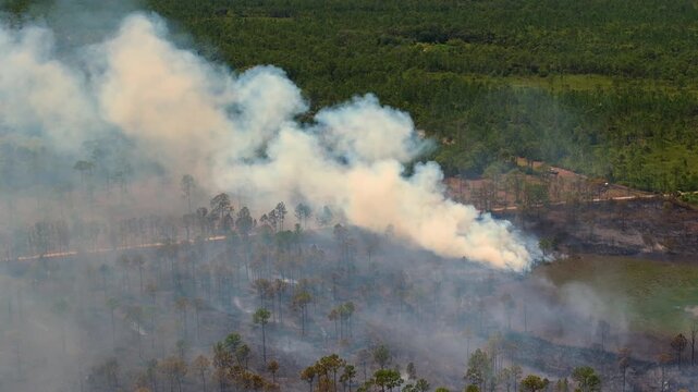 Controlled prescribed burn in Florida forest, with low flames consuming dry underbrush and smoke drifting steadily above the trees