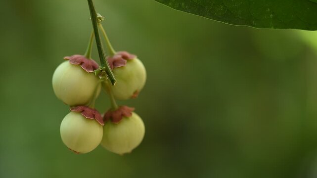 Star gooseberry or Sauropus androgynus (L.) Merr. branch fruits on natural background.