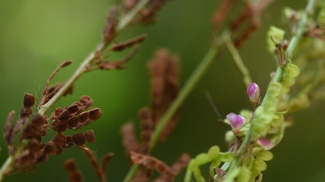 Desmodium gangeticum (L.) DC. branch flowers and pods on natural background.