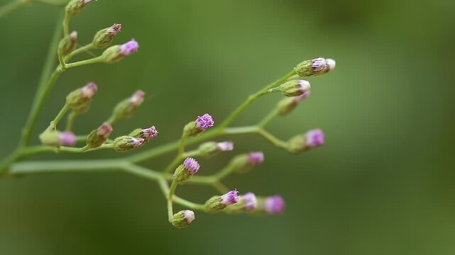 Little Ironweed or Vernonia cinerea (L.) Less. branch flowers on natural background.