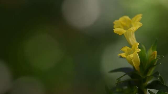 Pecah beling or Strobilanthes Crispa Blume branch flowers on natural background.