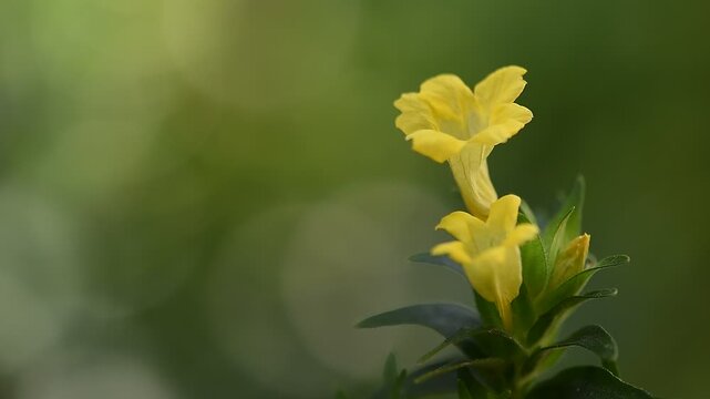 Pecah beling or Strobilanthes Crispa Blume branch flowers on natural background.