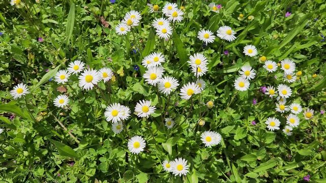 White delicate flowers of daisies (Bellis perennis) in a park garden in springtime as nature background
