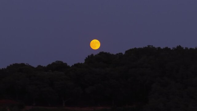 A brilliant golden full moon glows in the deep blue twilight sky, rising over the dark silhouette of a dense forest hill. Close-up telephoto shot of a serene, magical moonrise