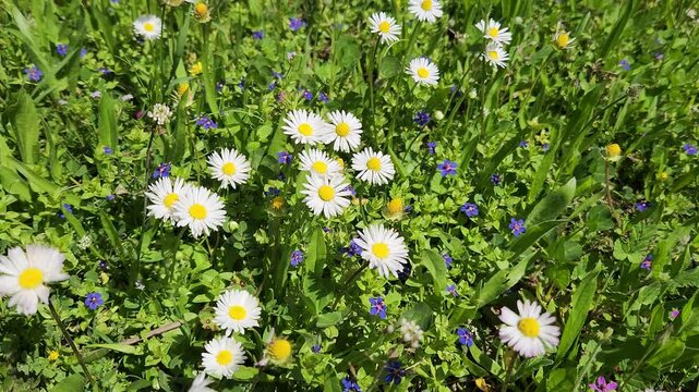 White delicate flowers of daisies (Bellis perennis) in a park garden in springtime as nature background