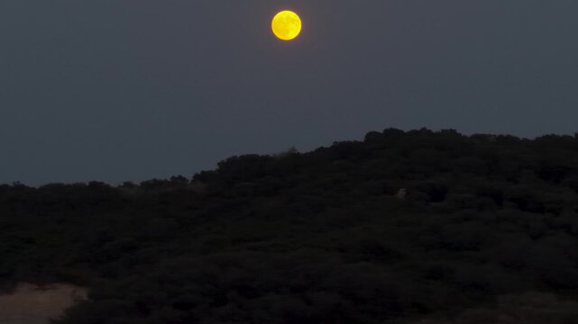 Close-up telephoto shot of a large, golden full moon rising in a dark twilight sky over the silhouette of a tree-covered hill. A serene and mysterious astronomical event