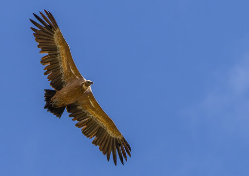 GRIFFON VULURE gyps fulvus FLYING GRIFFON VULURE gyps fulvus FLYING