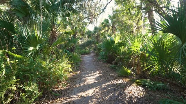 Narrow footpath winding through lush palm-filled jungle in southern Florida. Dense tropical rainforest teeming with wild vegetation
