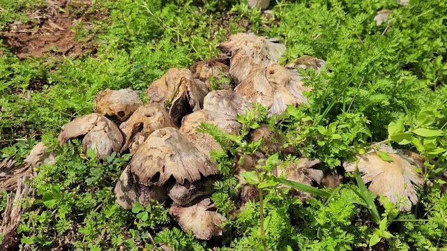 Common brittlestem (Candolleomyces candolleanus, formerly Psathyrella candolleana), is a species of fungus in the family Psathyrellaceae. The color is tannish when young, fading to white, and found in