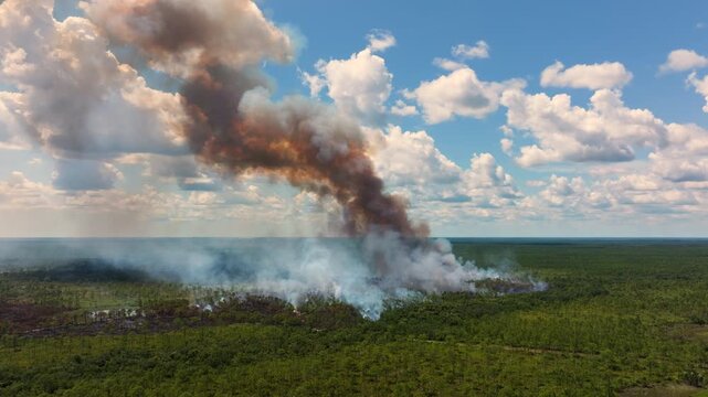 Planned prescribed burn in Florida forest improves ecosystem health, with flames and smoke rising into the sky.