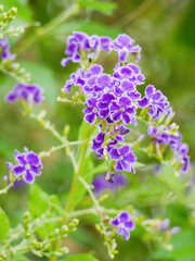 Fototapeta premium Duranta Erecta Purple Flowers in Bloom, Tropical Garden Close-Up