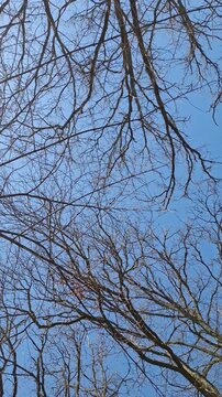 Spring sky filled with blue and bare tree branches reaching across the view