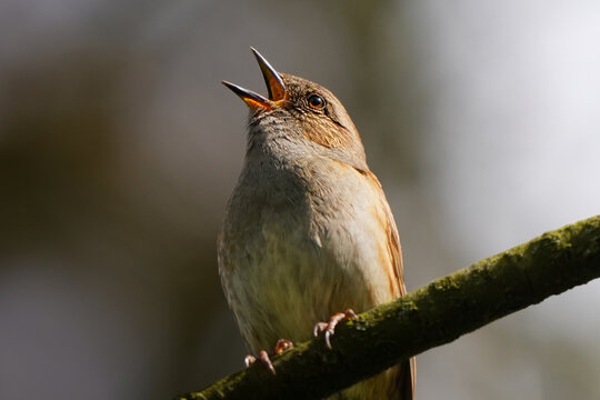 Dunnock on a branch