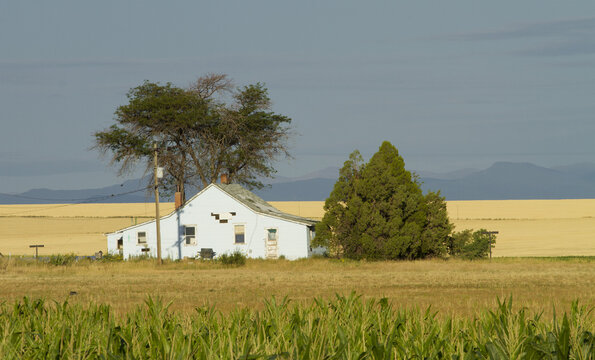 Old Farmhouse in Corn Field Rural American Agriculture Landscape