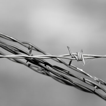 Barbed Wire Close Up in Black and White Minimal Background