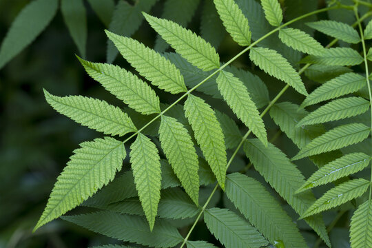 Detailed Green Leaf Foliage Close Up Natural Background Texture