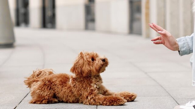 Cute maltipoo dog lying on pavement and looking at owner hand, training and obedience concept, smart pet behavior in urban environment, 4K slow motion