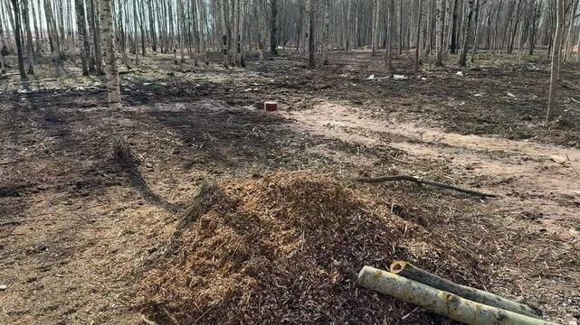 Birch grove with mulch pile. Spring clearing filled with shredded bark and wood chips covering ground, fallen logs near pile.