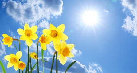 Fototapeta premium Bright yellow daffodils against blue sky on sunny day