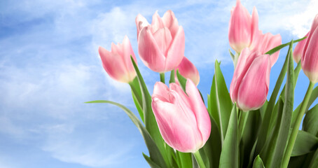 Fototapeta premium Tender pink tulips flowers against blue sky