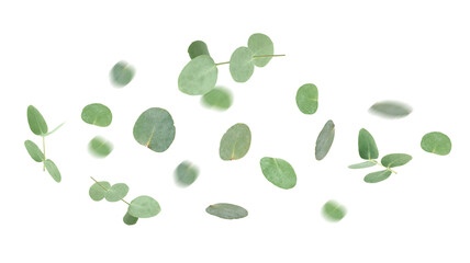 Green eucalyptus leaves in air against white background © New Africa