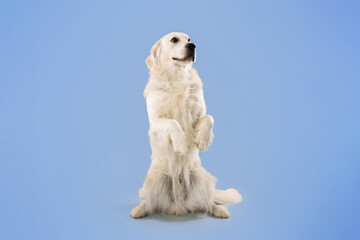 A golden retriever is standing on its hind legs in a studio with a blue background. The dog seems...