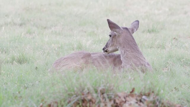Young white-tailed buck deer with antler nubs ln grassy green field