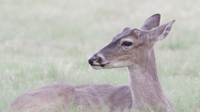 Young white-tailed buck deer with antler nubs ln grassy green field