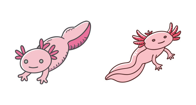 Two cute pink axolotls swimming on isolated with smiles