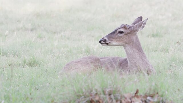 Young white-tailed buck deer with antler nubs ln grassy green field