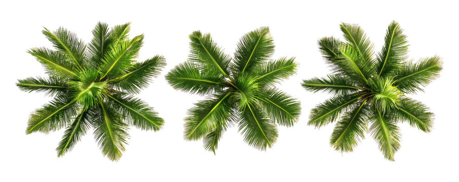 Three vibrant overhead views of lush green palm tree crowns captured from a direct top-down perspective&nbsp;&nbsp;